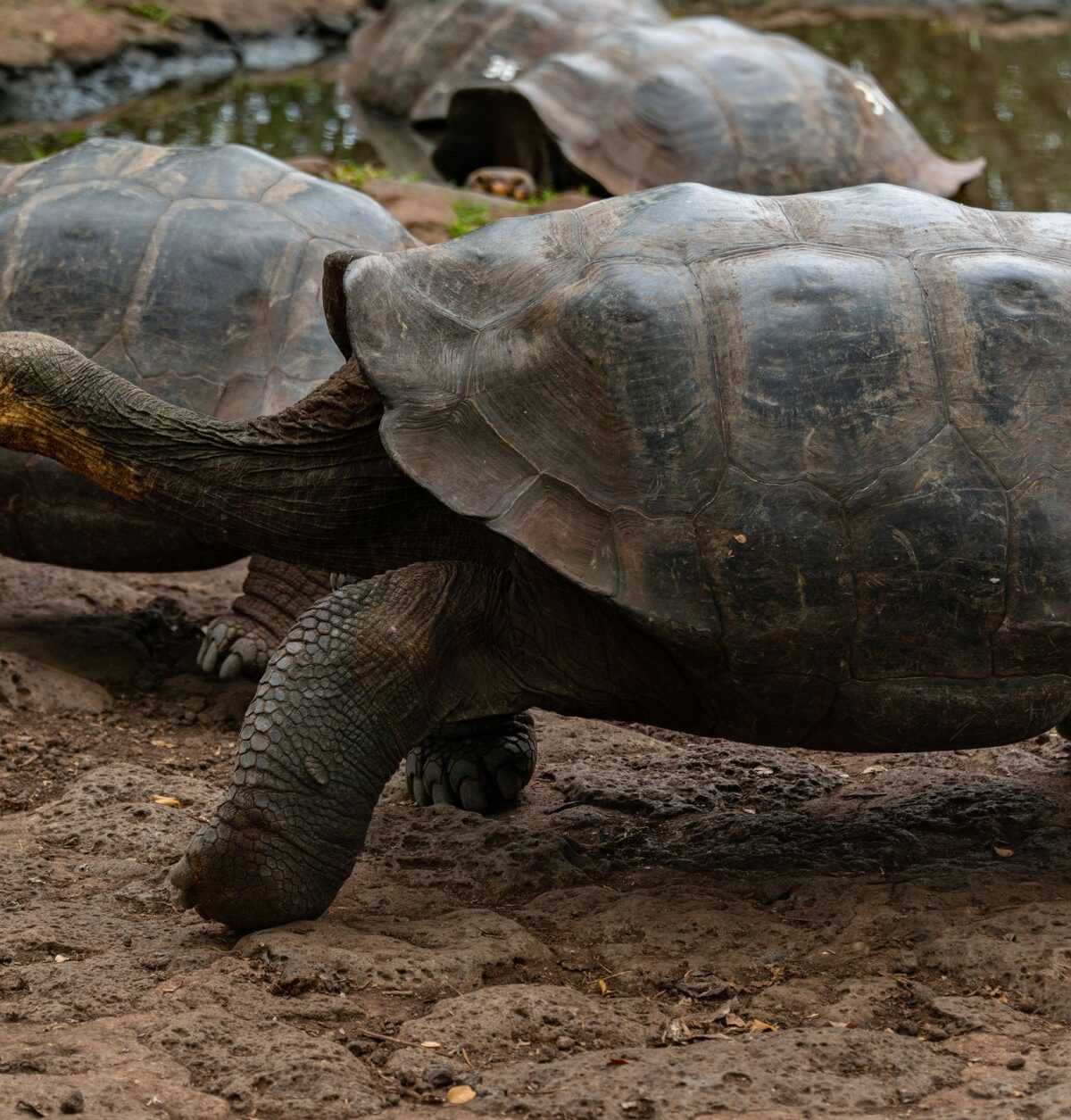 Giant Tortoise