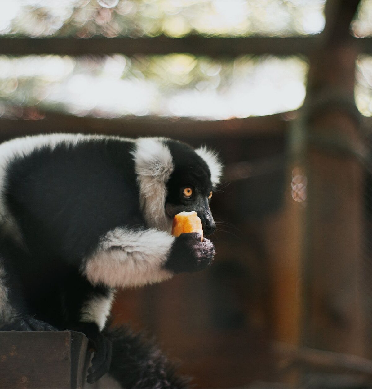 White-belted Ruffed Lemur