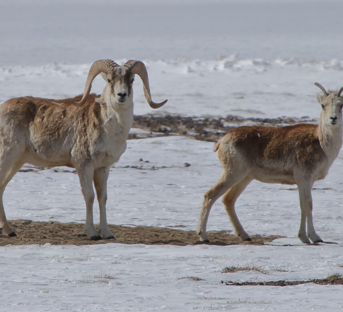 Marco Polo Sheep