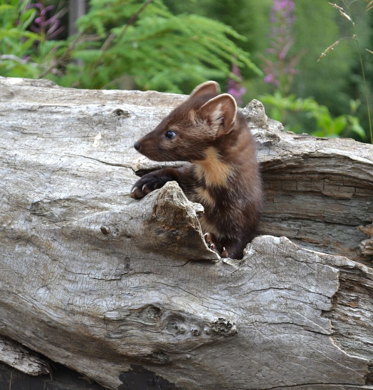 Marten