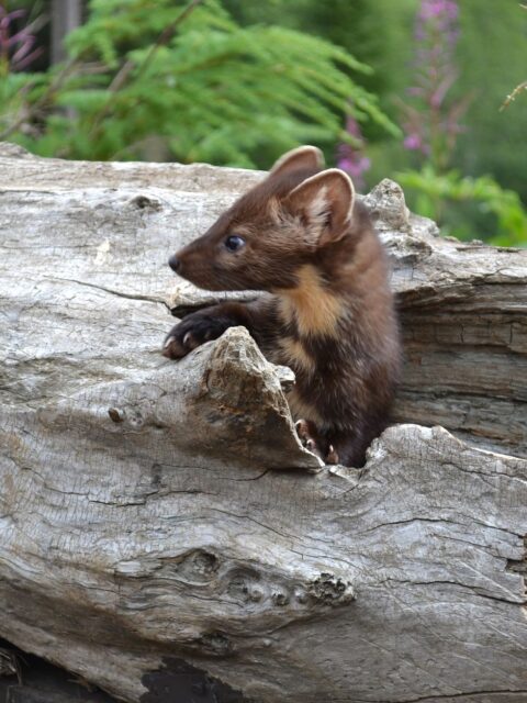 Marten
