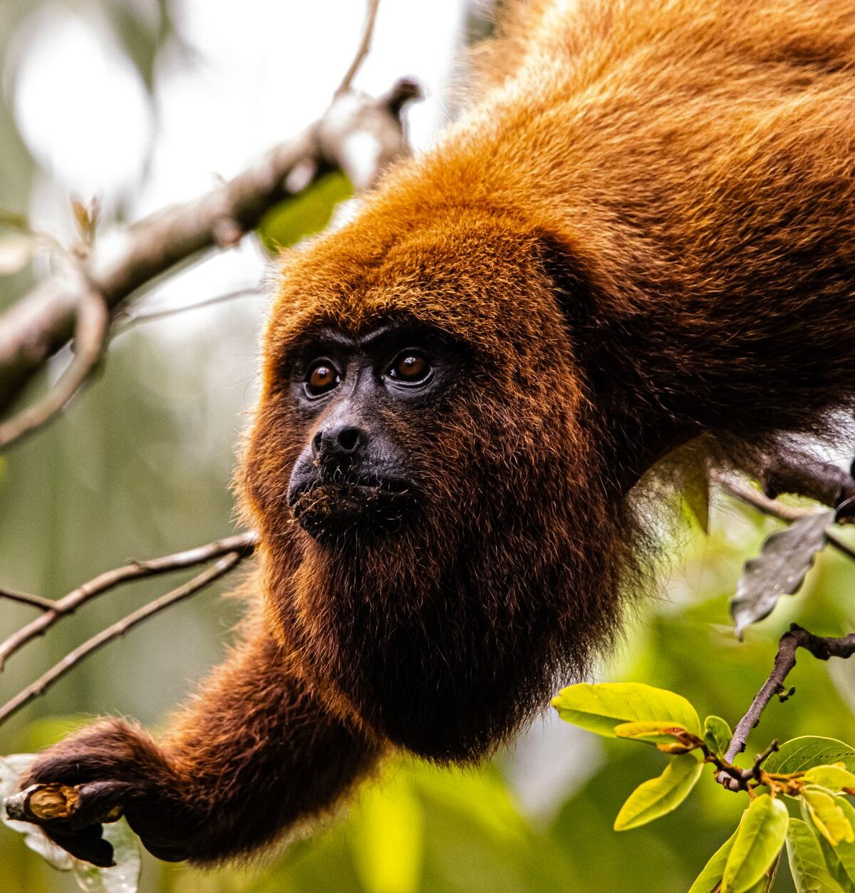 Red Howler Monkey