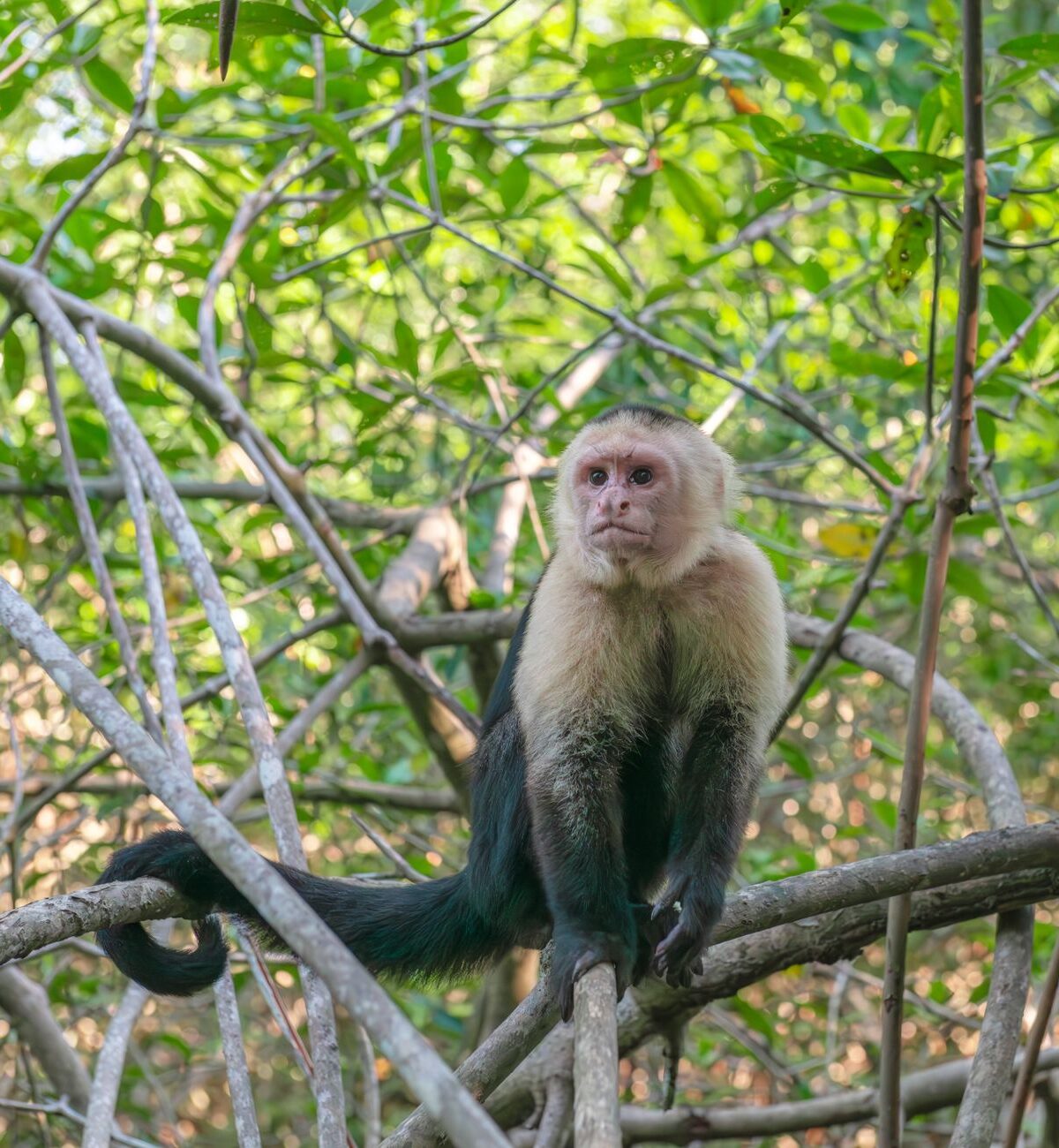 White-Headed Capuchin