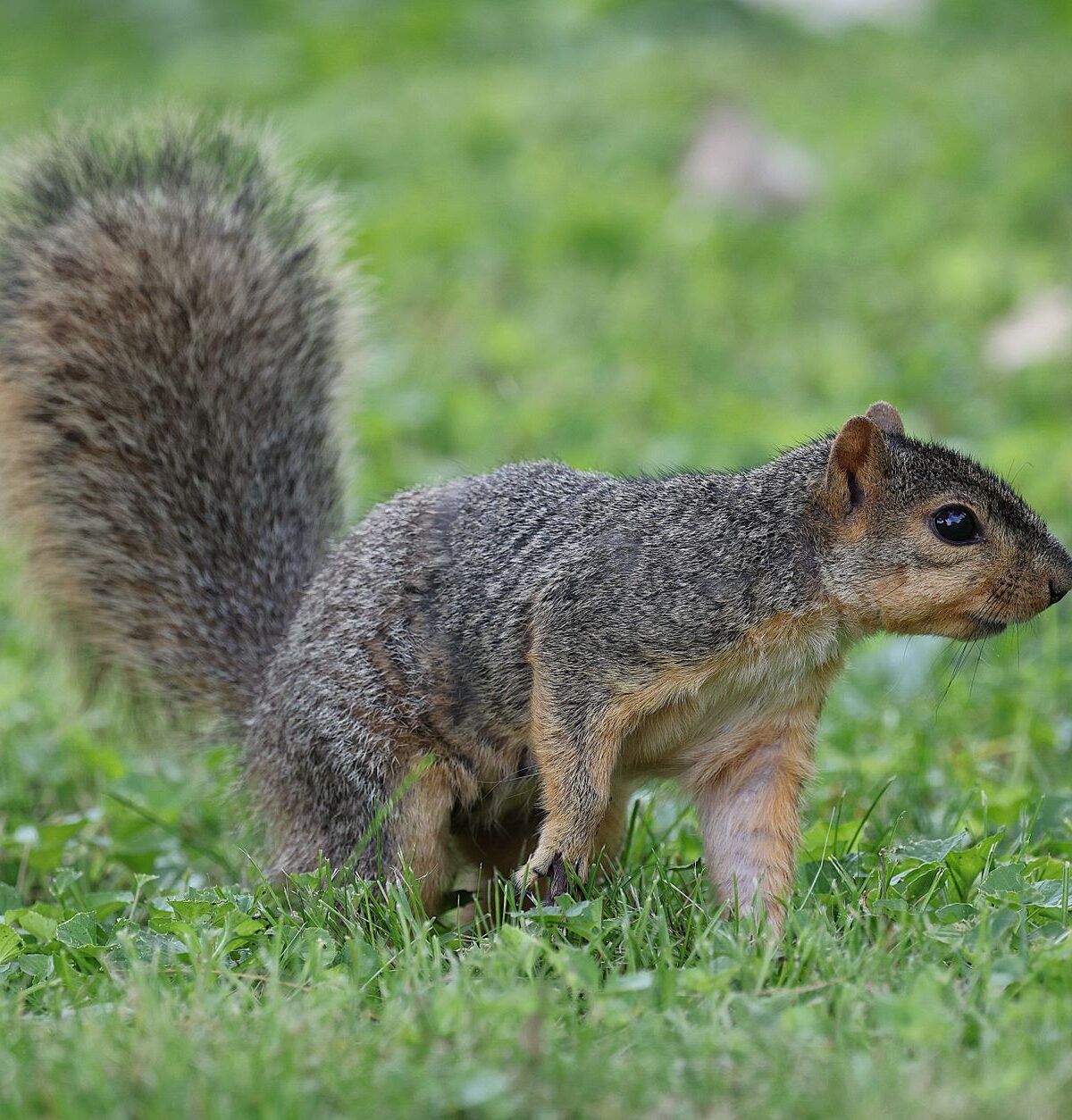 Tree Squirrel