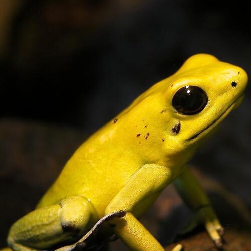 Poison Frog