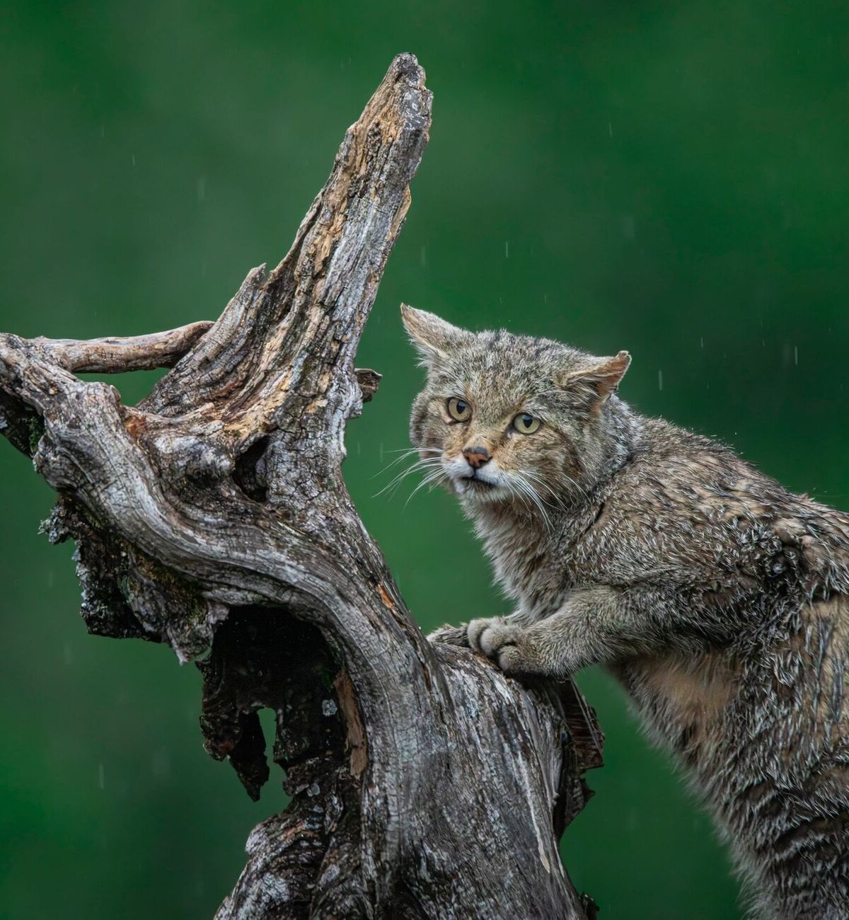 European Wildcat