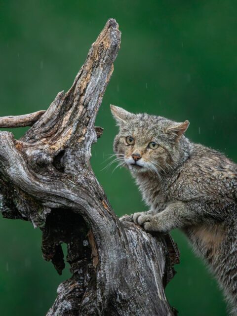 European Wildcat