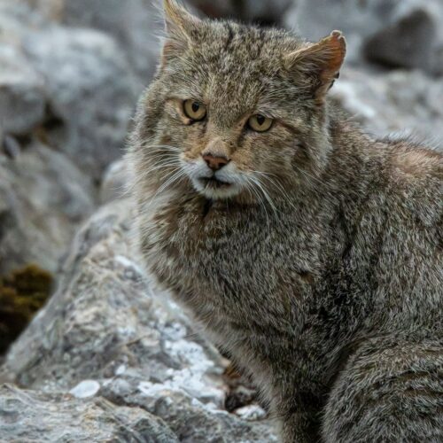 Wildcat