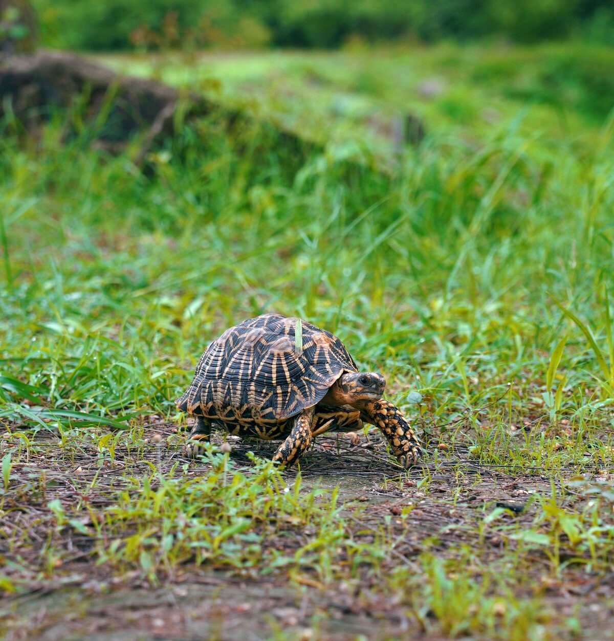 Brown Tortoise