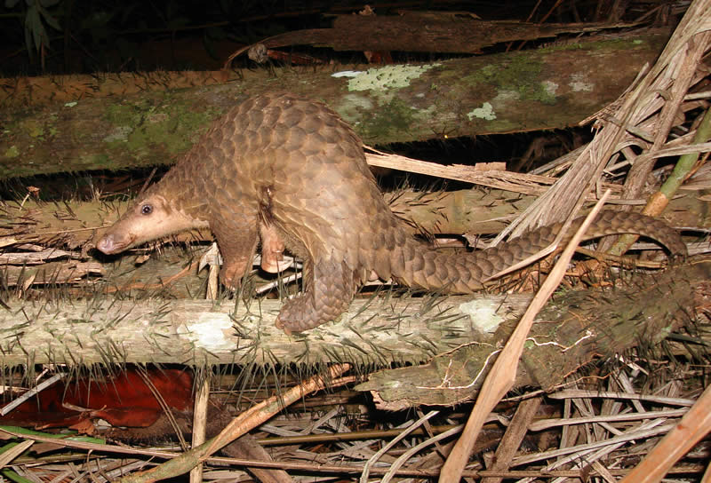 Sunda Pangolin