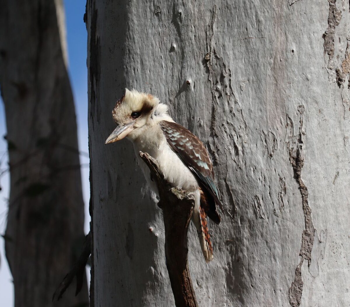 Kookaburra