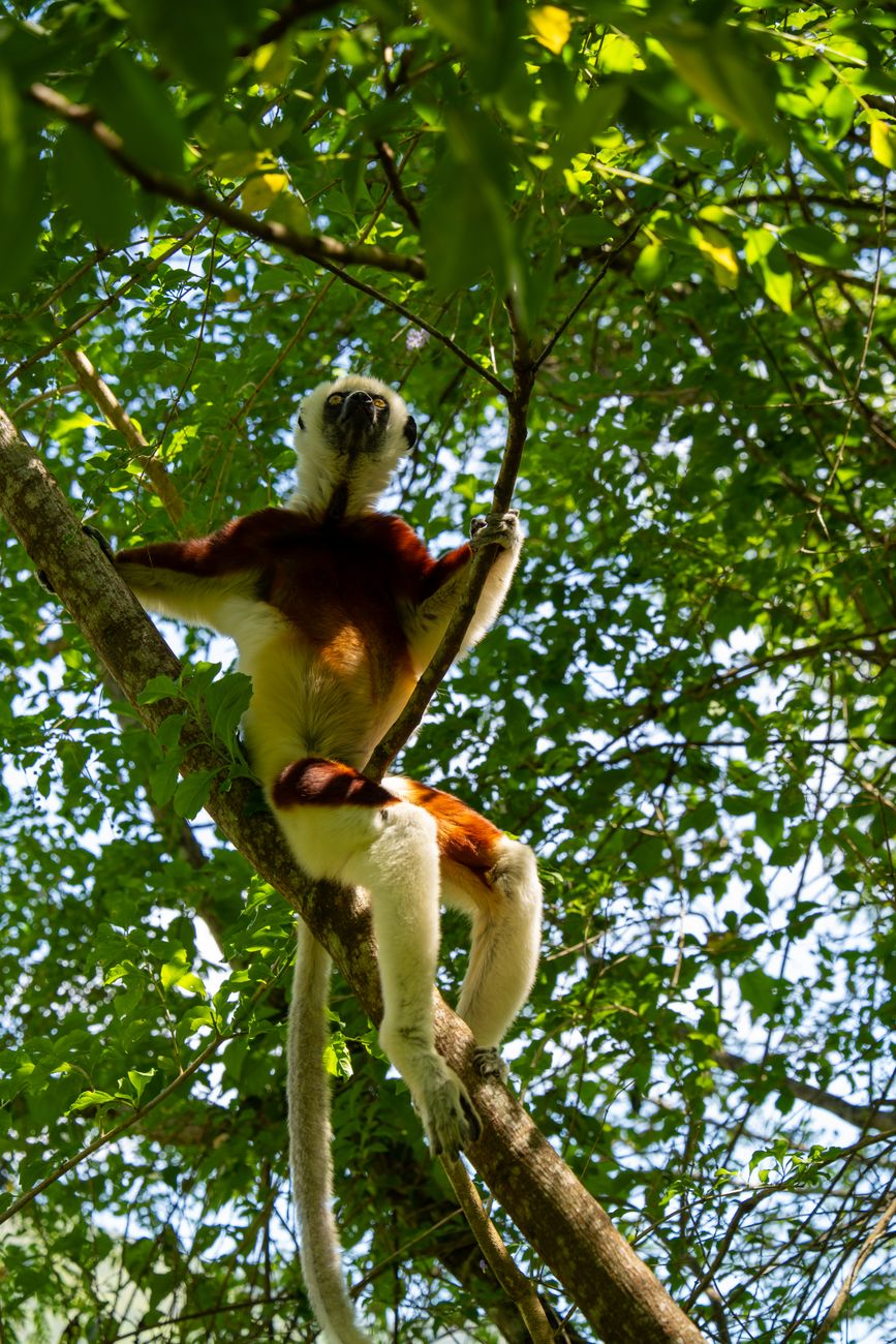 Sifaka