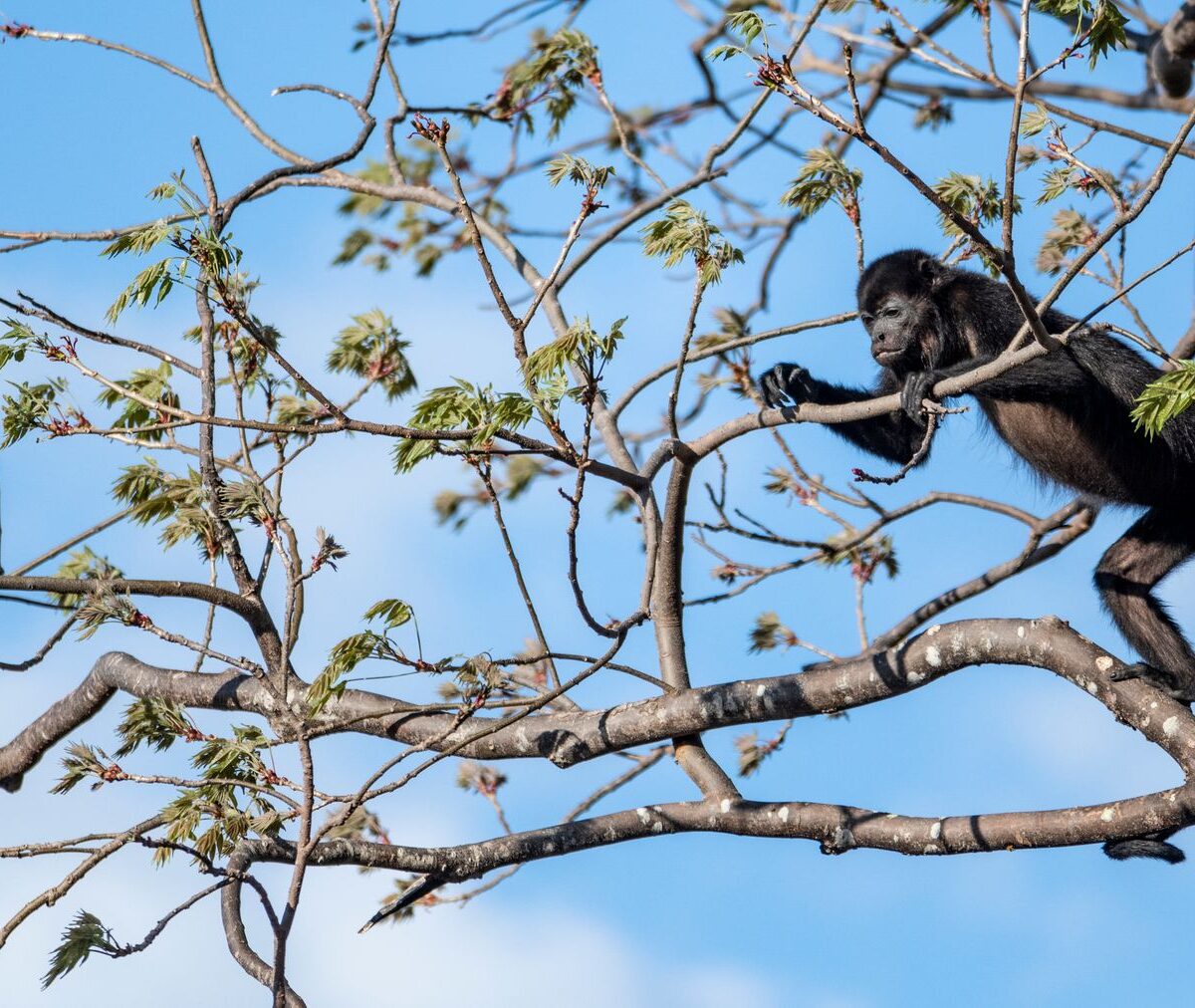 Howler Monkey