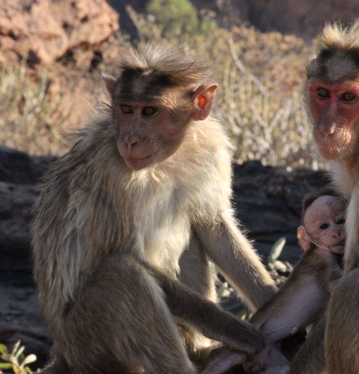 Macaque