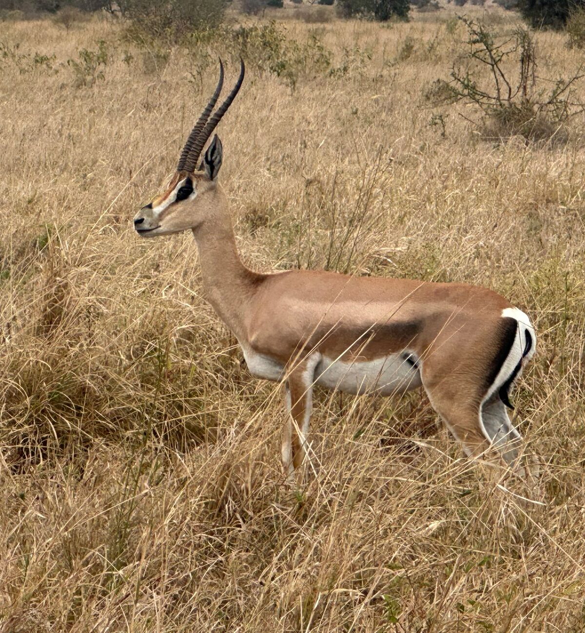 Grant's Gazelle