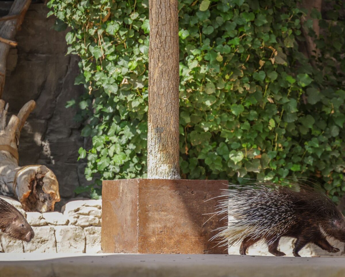 Porcupine