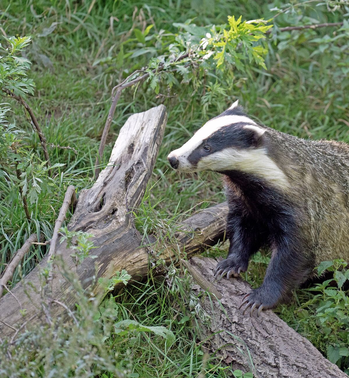 Badger