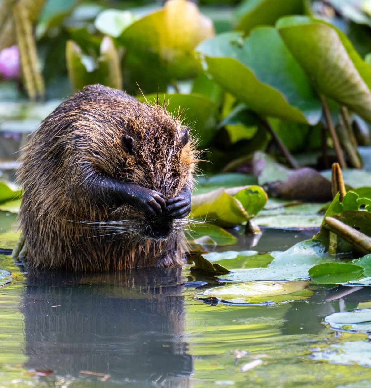 Beaver