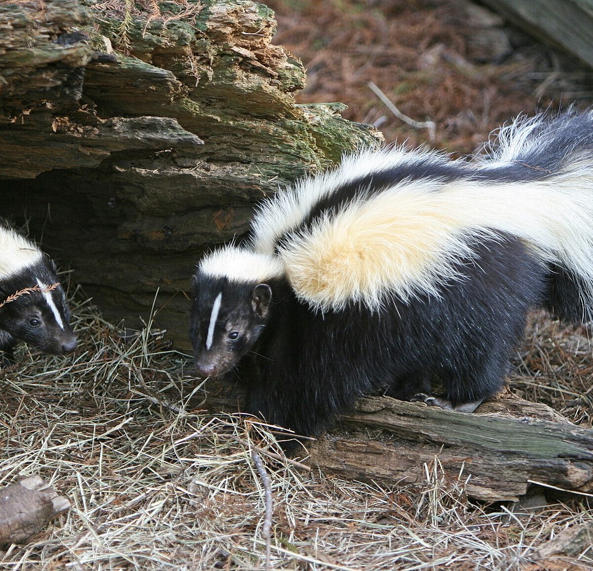 Skunk