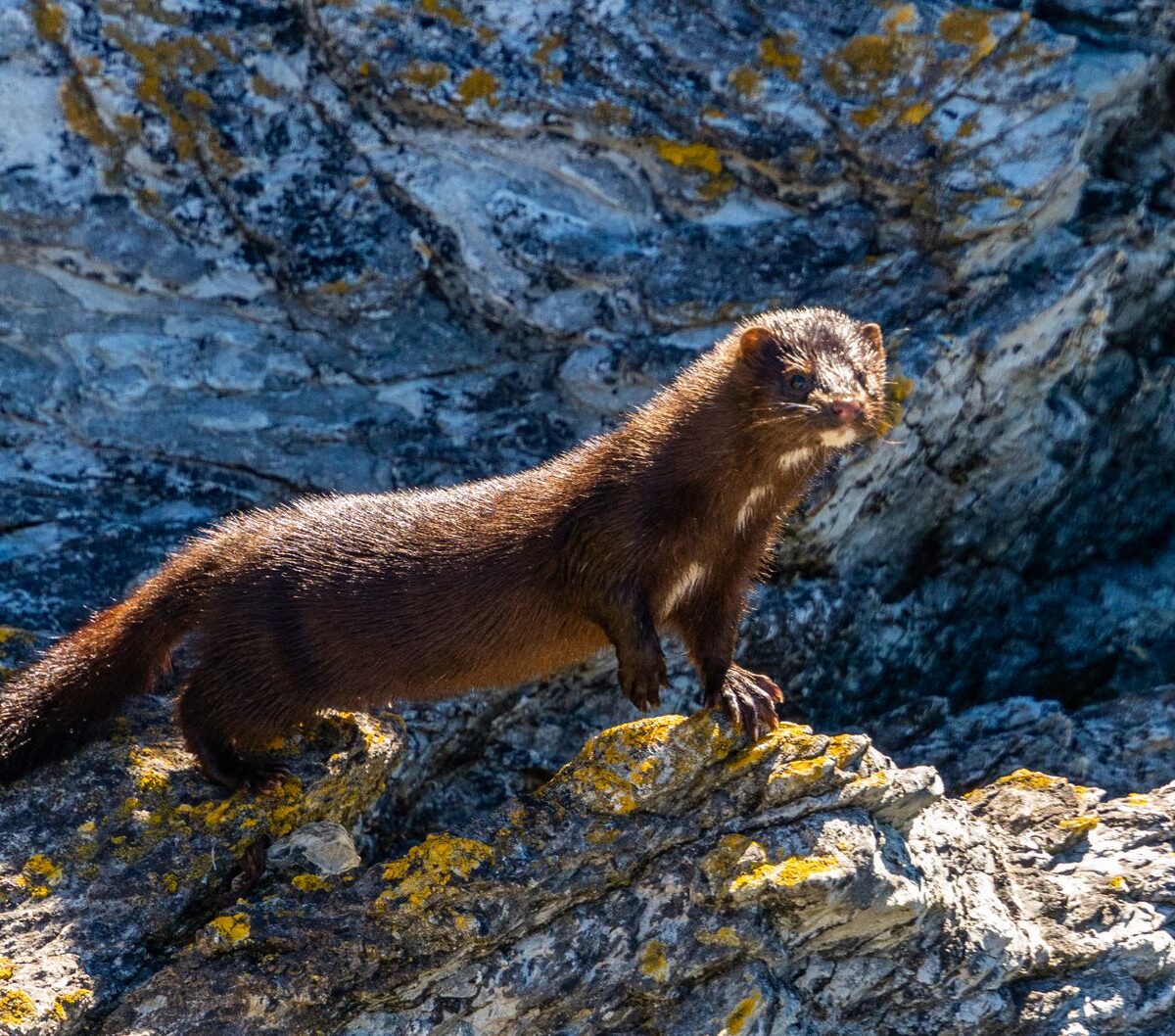 Mink