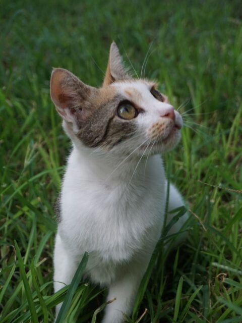 Domestic Cat