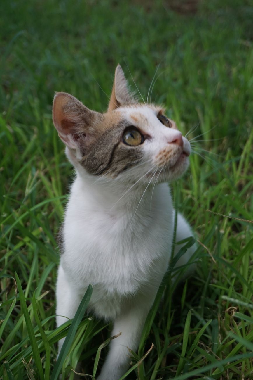 Domestic Cat