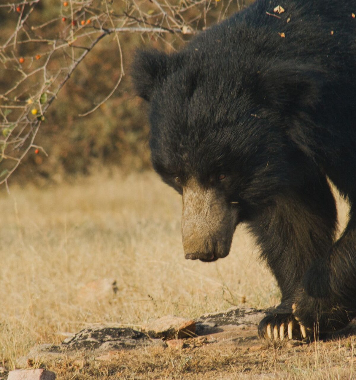 Indian Sloth Bear
