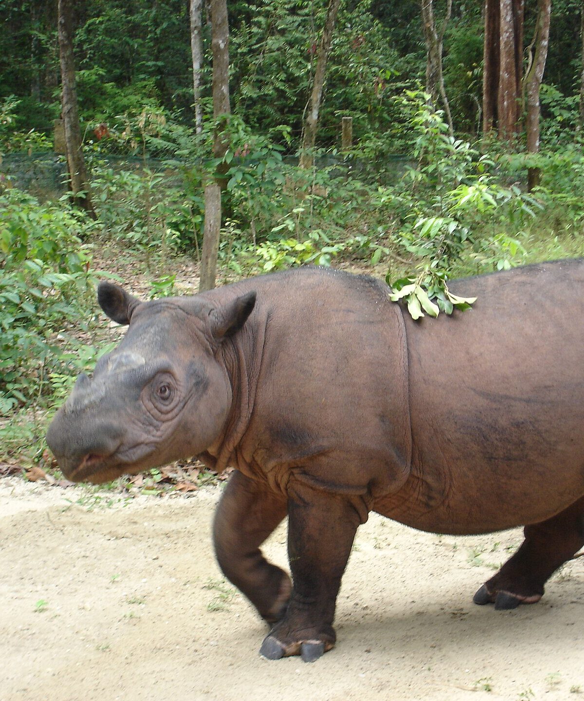 Sumatran Rhinoceros