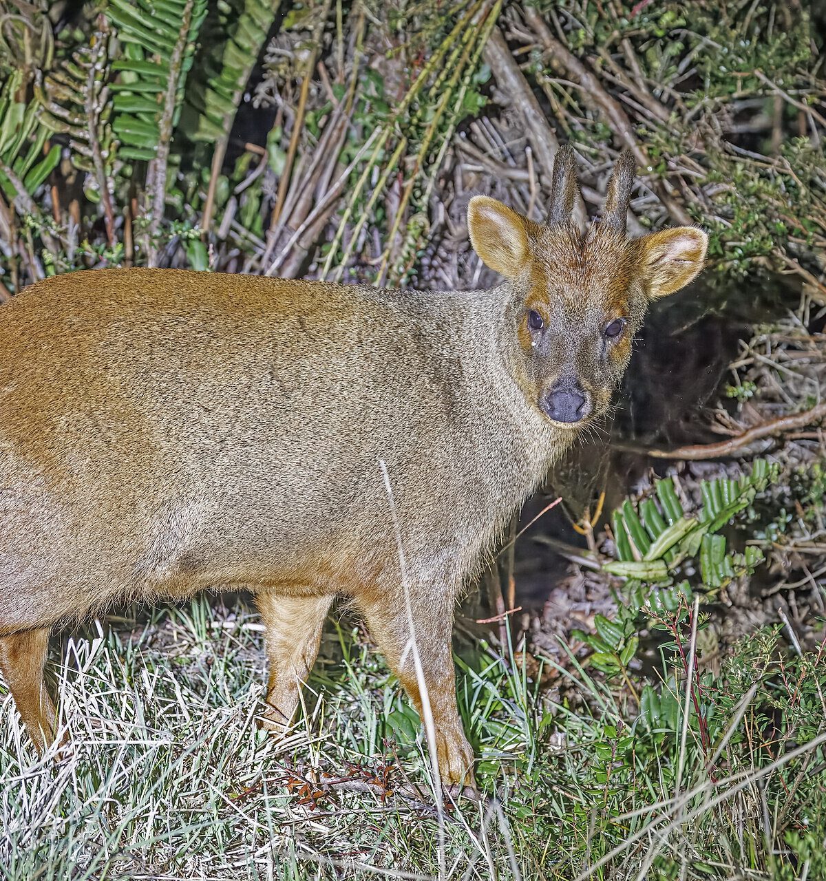 Southern Pudu