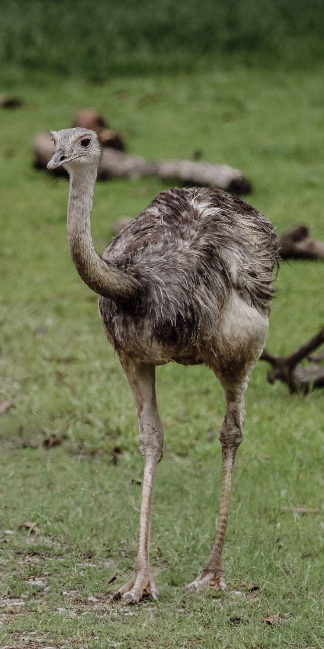 Darwin's Rhea