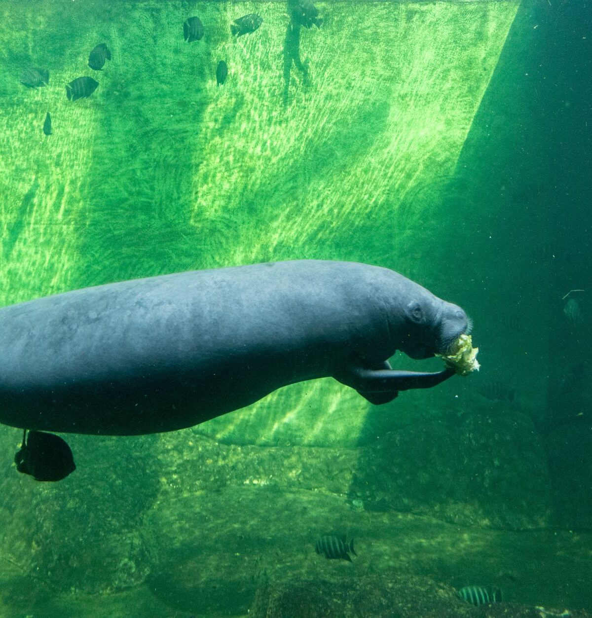 Caribbean Manatee
