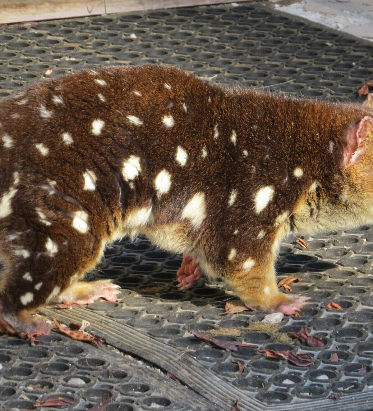 Spotted-Tailed Quoll