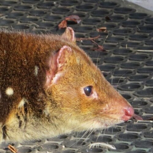 Quoll