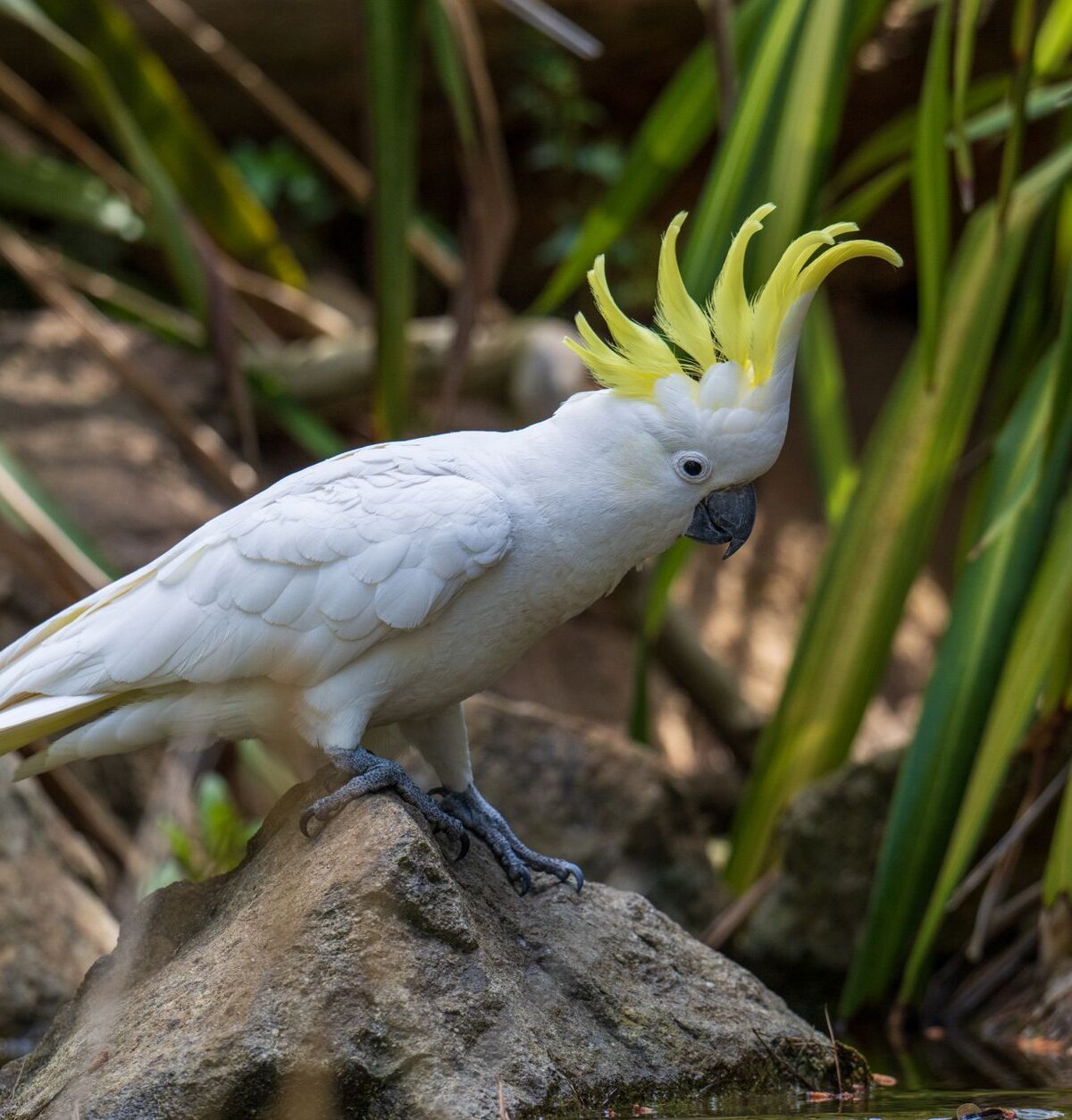 Yellow-Crested Cockatoo