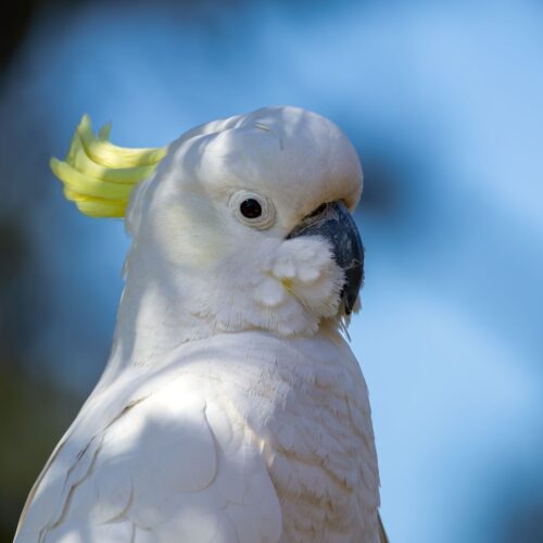 Cockatoo