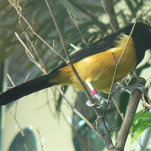 Oriole