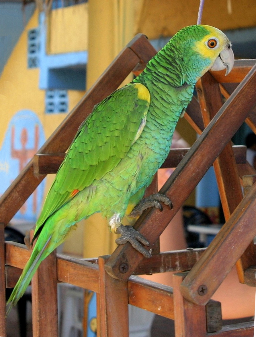 Yellow-Shouldered Amazon