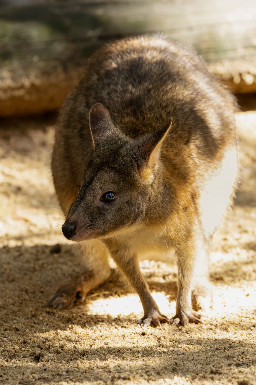 Swamp Wallaby