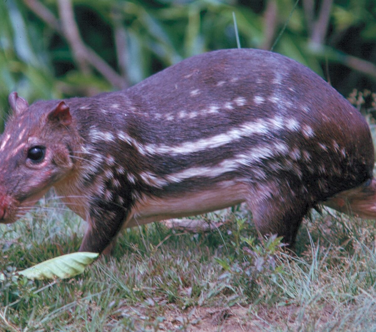 Paca