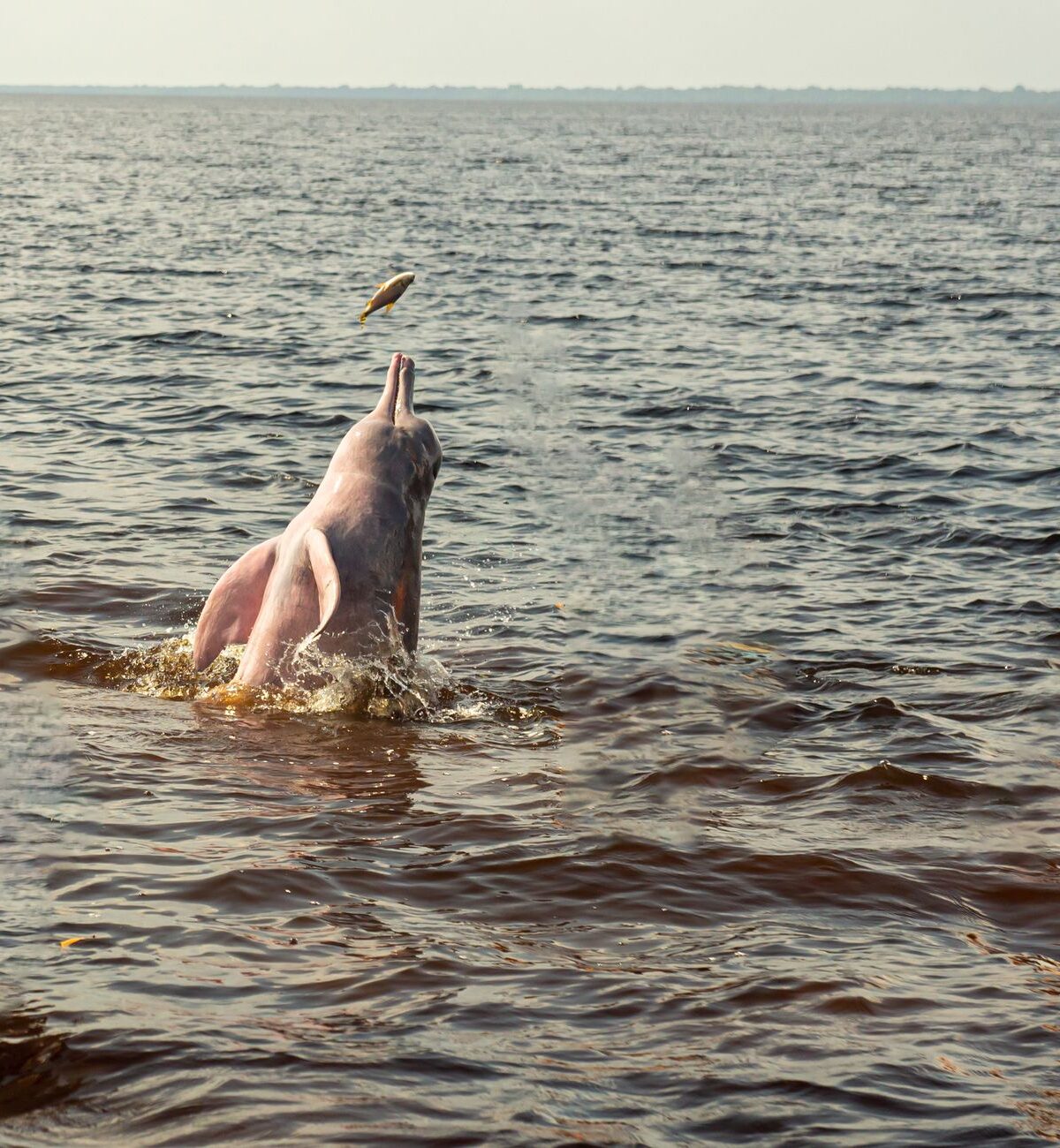 Amazon River Dolphin