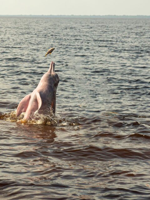 Amazon River Dolphin