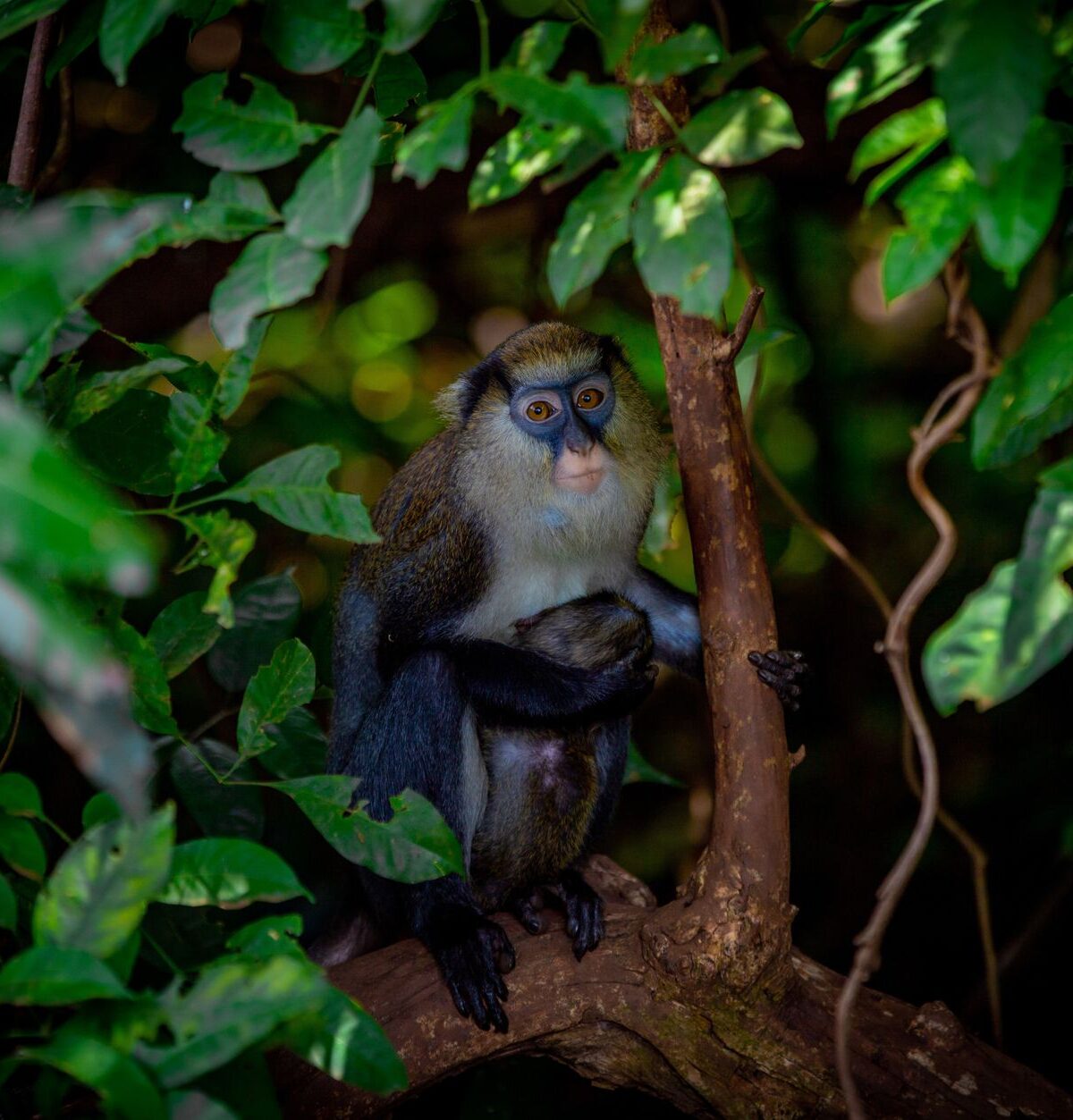 Mona Monkey
