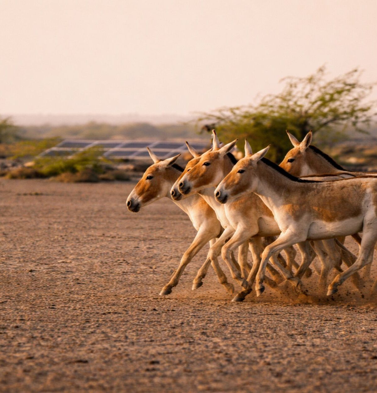 Onager