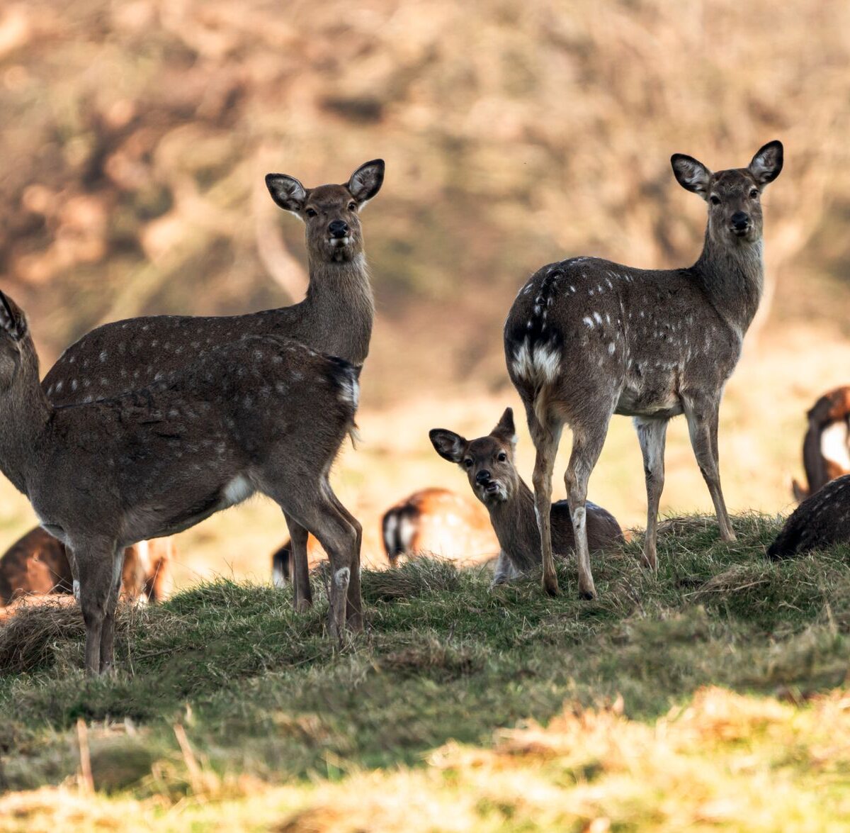 Sika Deer