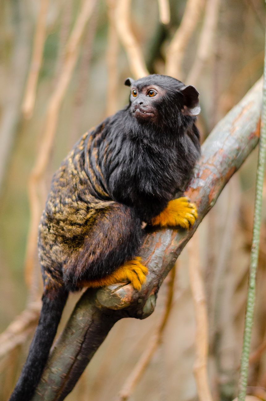 Red-Handed Tamarin