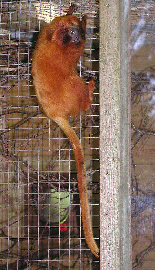 Gold-Headed Lion Tamarin