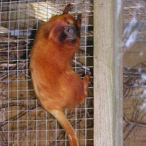 Lion Tamarin