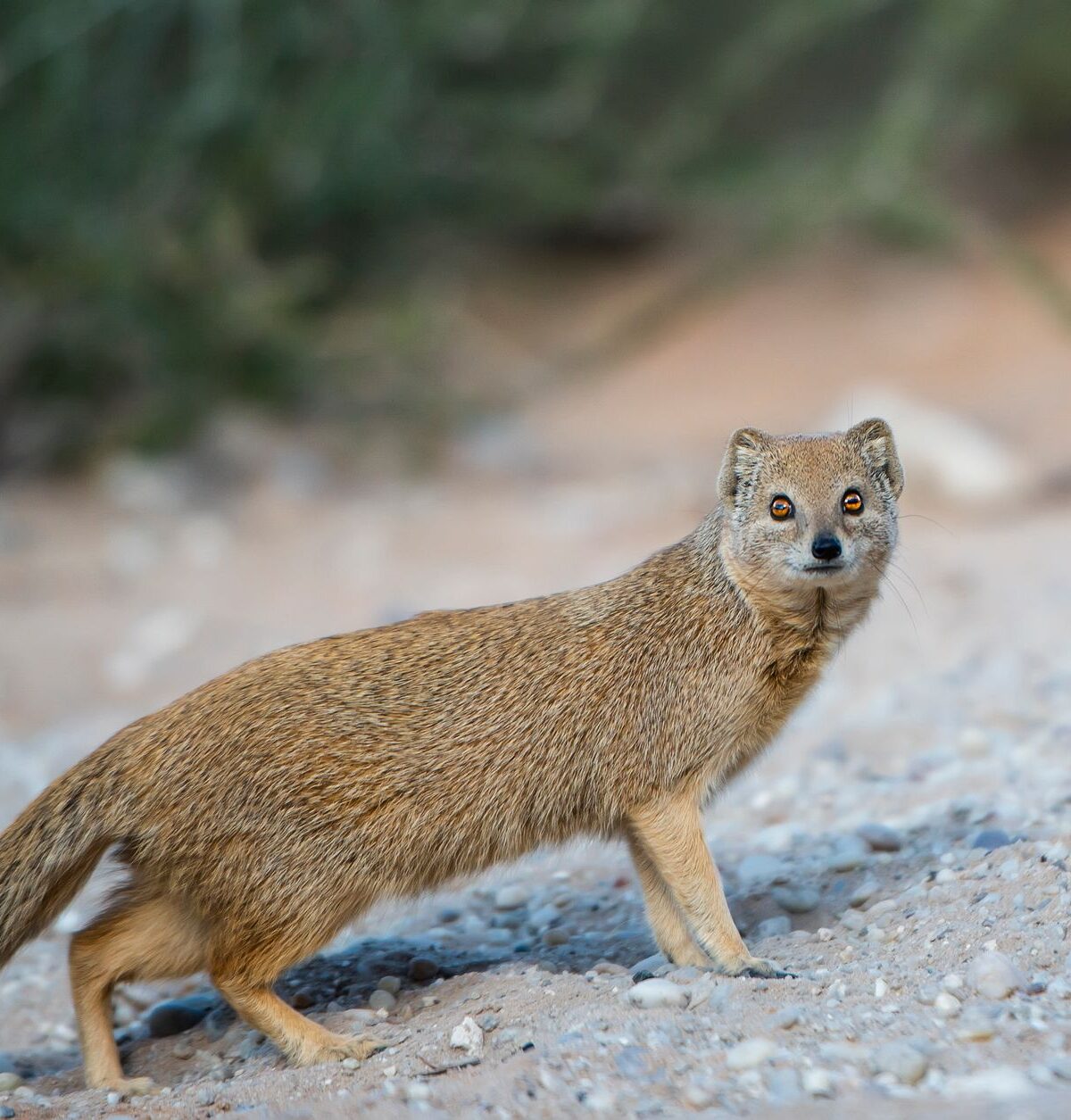 Yellow Mongoose