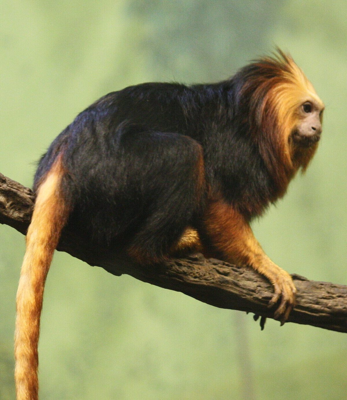 Golden-Headed Lion Tamarin