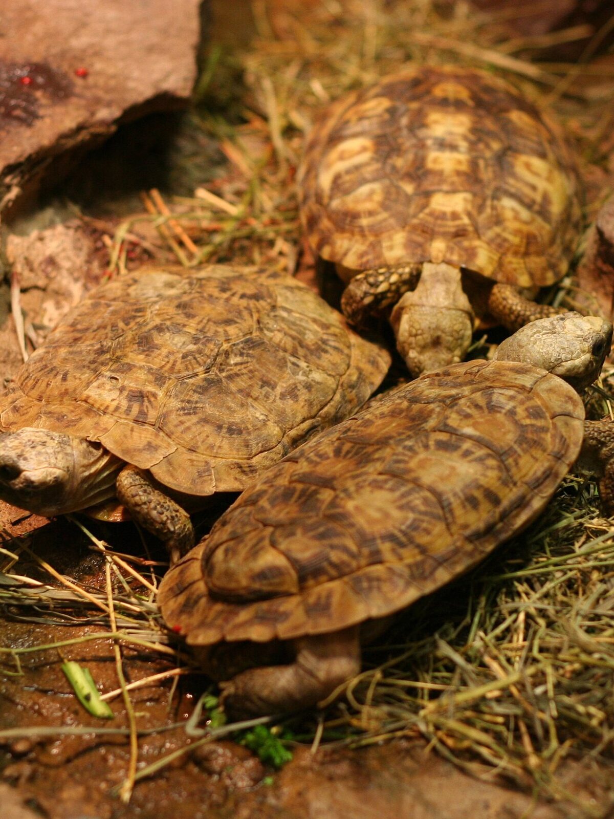 Pancake Tortoise